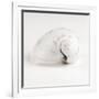 Gramercy White