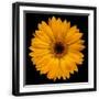 Black Frame