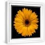 White Frame
