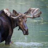 Bull Moose in Water Wetland Pond Lake River, Glacier National Park, Montana. Trophy Big Game Huntin-Tom Reichner-Photographic Print