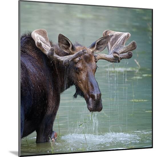 Photographic Print, , large