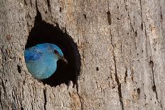 Mountain Bluebird, Sialia Currucoides, Male at Nest Hole at a Cavity in a Ponderosa Pine Tree in Th-Tom Reichner-Stretched Canvas