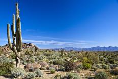 Sonoran Desert Landscape in Scottsdale Arizona-Tom Roche-Photographic Print