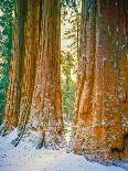 Sequoia Images, Snow, Sierra Nevada Mountains-Tom Till-Photographic Print