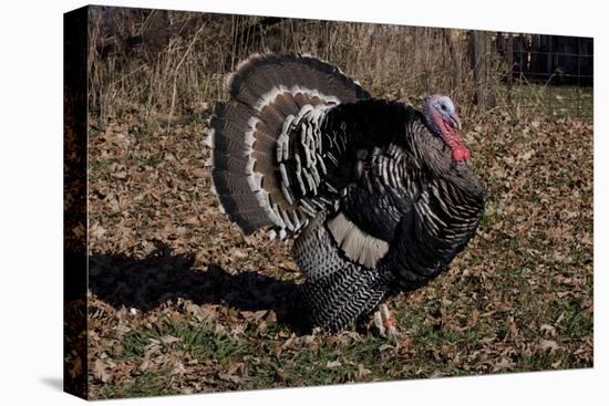 Tom Turkey Displaying, on Oak Leaves, Breed- Narragansett, Rare Old Breed, Illinois, USA-Lynn M^ Stone-Stretched Canvas