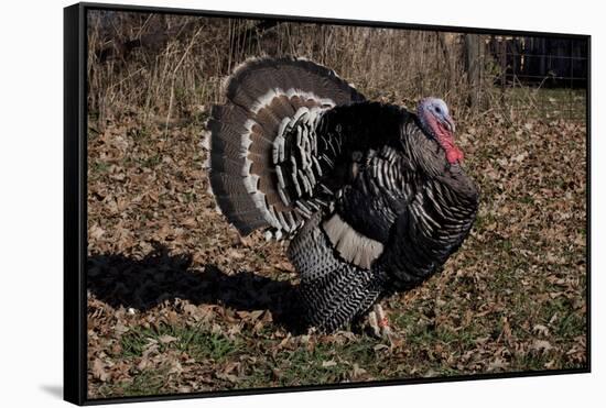 Tom Turkey Displaying, on Oak Leaves, Breed- Narragansett, Rare Old Breed, Illinois, USA-Lynn M^ Stone-Framed Stretched Canvas