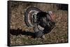 Tom Turkey Displaying, on Oak Leaves, Breed- Narragansett, Rare Old Breed, Illinois, USA-Lynn M^ Stone-Framed Stretched Canvas