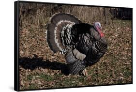 Tom Turkey Displaying, on Oak Leaves, Breed- Narragansett, Rare Old Breed, Illinois, USA-Lynn M^ Stone-Framed Stretched Canvas