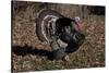 Tom Turkey Displaying, on Oak Leaves, Breed- Narragansett, Rare Old Breed, Illinois, USA-Lynn M^ Stone-Stretched Canvas