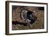 Tom Turkey Displaying, on Oak Leaves, Breed- Narragansett, Rare Old Breed, Illinois, USA-Lynn M^ Stone-Framed Photographic Print