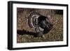 Tom Turkey Displaying, on Oak Leaves, Breed- Narragansett, Rare Old Breed, Illinois, USA-Lynn M^ Stone-Framed Photographic Print