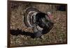 Tom Turkey Displaying, on Oak Leaves, Breed- Narragansett, Rare Old Breed, Illinois, USA-Lynn M^ Stone-Framed Photographic Print