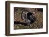 Tom Turkey Displaying, on Oak Leaves, Breed- Narragansett, Rare Old Breed, Illinois, USA-Lynn M^ Stone-Framed Photographic Print