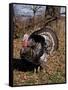 Tom Turkey Displaying-Lynn M^ Stone-Framed Stretched Canvas