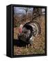 Tom Turkey Displaying-Lynn M^ Stone-Framed Stretched Canvas