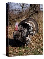 Tom Turkey Displaying-Lynn M^ Stone-Stretched Canvas