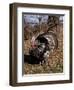 Tom Turkey Displaying-Lynn M^ Stone-Framed Photographic Print