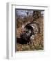 Tom Turkey Displaying-Lynn M^ Stone-Framed Photographic Print