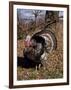 Tom Turkey Displaying-Lynn M^ Stone-Framed Photographic Print