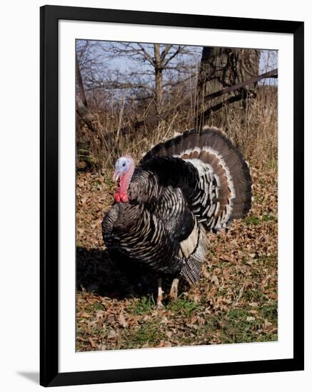 Tom Turkey Displaying-Lynn M^ Stone-Framed Photographic Print