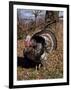 Tom Turkey Displaying-Lynn M^ Stone-Framed Photographic Print