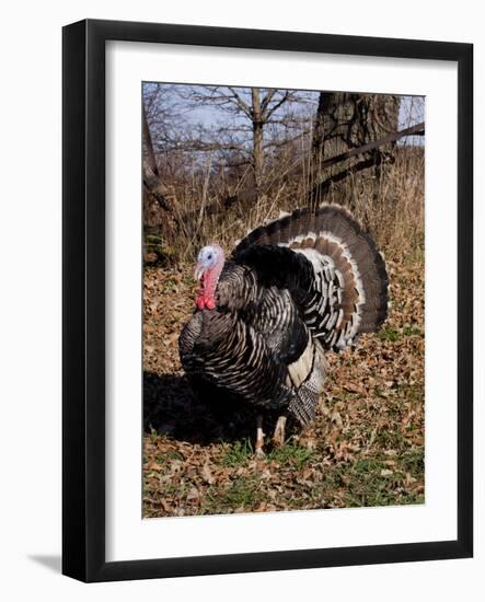 Tom Turkey Displaying-Lynn M^ Stone-Framed Photographic Print