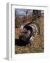 Tom Turkey Displaying-Lynn M^ Stone-Framed Photographic Print