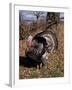 Tom Turkey Displaying-Lynn M^ Stone-Framed Photographic Print