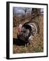 Tom Turkey Displaying-Lynn M^ Stone-Framed Photographic Print