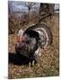 Tom Turkey Displaying-Lynn M^ Stone-Mounted Photographic Print