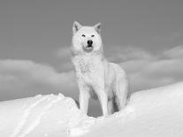 Arctic Grey Wolf in Snow, Idaho, USA-Tom Vezo-Framed Photographic Print