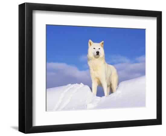 Premium Photographic Print, , large