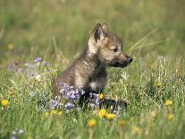 Grey Wolves Showing Fur Colour Variation, (Canis Lupus)-Tom Vezo-Framed Photographic Print