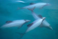 Hector's dolphin (Cephalorhynchus hectori) thru' the surface. Akaroa, New Zealand.-Tom Walmsley-Photographic Print