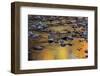 Tomahawk Creek, Leawood, Johnson County, Kansas, USA-Charles Gurche-Framed Photographic Print