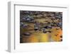 Tomahawk Creek, Leawood, Johnson County, Kansas, USA-Charles Gurche-Framed Photographic Print