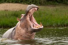 Angry Hippo (Hippopotamus Amphibius), Hippo with a Wide Open Mouth Displaying Dominance, Kazinga Ch-Tomas Drahos-Framed Photographic Print