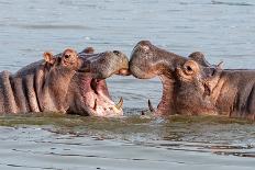 Two Young Hippopotamus (Hippopotamus Amphibius), Hippos with a Wide Open Mouth Playing in Queen Eli-Tomas Drahos-Photographic Print