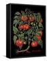 Tomates-Mindy Sommers-Framed Stretched Canvas