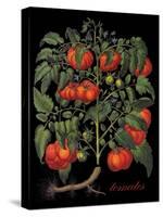 Tomates-Mindy Sommers-Stretched Canvas