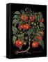 Tomates-Mindy Sommers-Framed Stretched Canvas