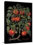 Tomates-Mindy Sommers-Stretched Canvas