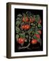 Tomates-Mindy Sommers-Framed Giclee Print