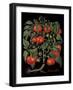 Tomates-Mindy Sommers-Framed Giclee Print