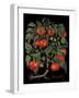 Tomates-Mindy Sommers-Framed Giclee Print