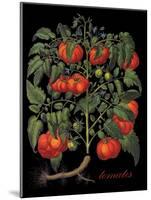 Tomates-Mindy Sommers-Mounted Giclee Print