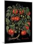 Tomates-Mindy Sommers-Mounted Giclee Print