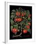 Tomates-Mindy Sommers-Framed Giclee Print