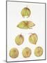 Tomatillos-Deborah Kopka-Mounted Giclee Print