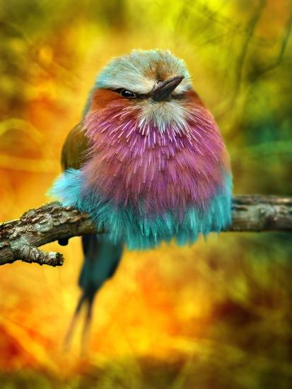 Premium Photographic Print, , large